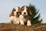PTIT BASSET GRIFFON V.  056